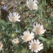 Stokésie 'Alba' - Stokesia laevis 'Alba'