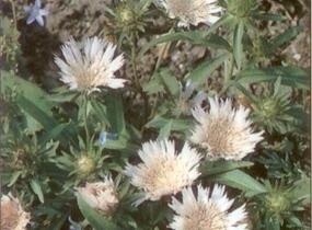 Stokésie 'Alba' - Stokesia laevis 'Alba'