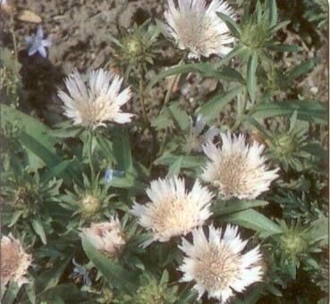 Stokesie 'Alba' - Stokesia laevis 'Alba'