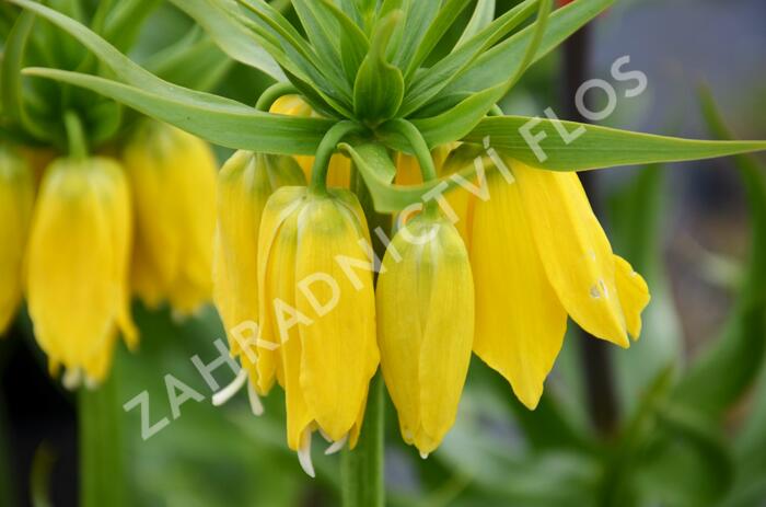 Řebčík královský 'Maxima Lutea' - Fritillaria imperialis 'Maxima Lutea'