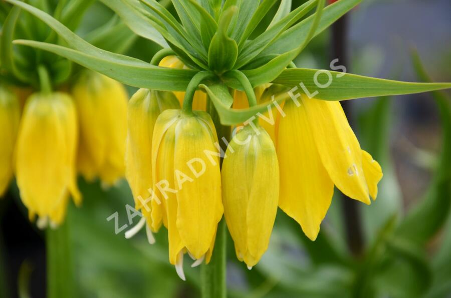 Řebčík královský 'Maxima Lutea' - Fritillaria imperialis 'Maxima Lutea'