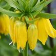 Řebčík královský 'Maxima Lutea' - Fritillaria imperialis 'Maxima Lutea'