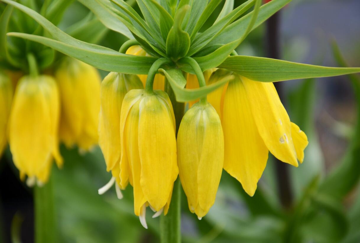 Řebčík královský 'Maxima Lutea' - Fritillaria imperialis 'Maxima Lutea'