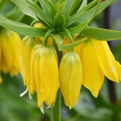 Řebčík královský 'Maxima Lutea' - Fritillaria imperialis 'Maxima Lutea'
