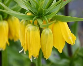 Řebčík královský 'Maxima Lutea'