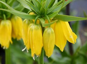 Řebčík královský 'Maxima Lutea' - Fritillaria imperialis 'Maxima Lutea'