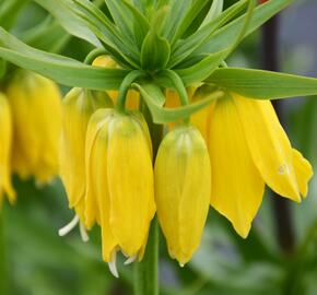 Řebčík královský 'Maxima Lutea' - Fritillaria imperialis 'Maxima Lutea'