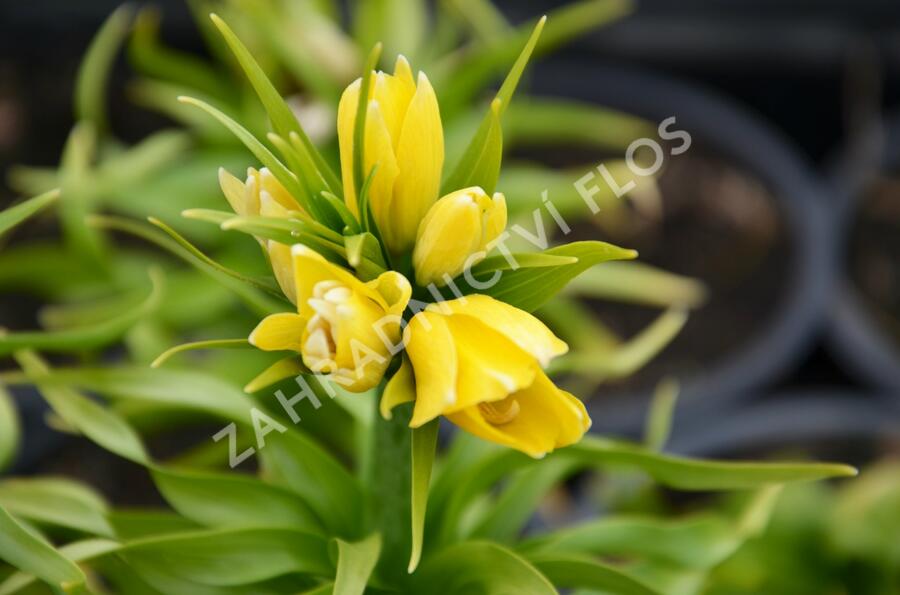 Řebčík královský 'Maxima Lutea' - Fritillaria imperialis 'Maxima Lutea'