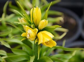 Řebčík královský 'Maxima Lutea' - Fritillaria imperialis 'Maxima Lutea'