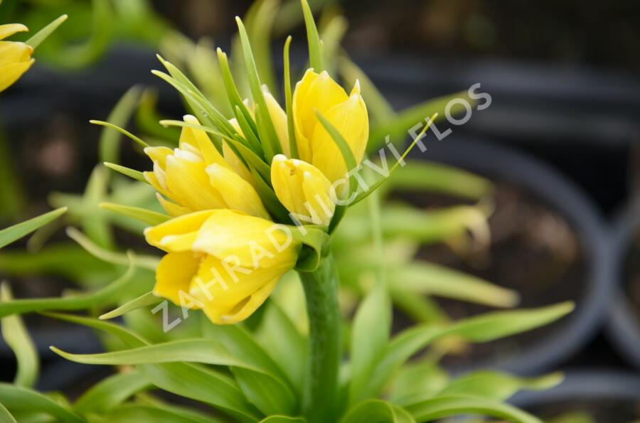 Řebčík královský 'Maxima Lutea' - Fritillaria imperialis 'Maxima Lutea'