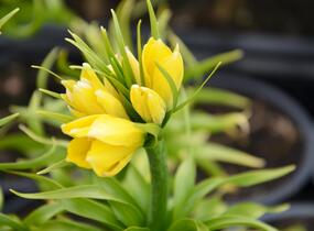 Řebčík královský 'Maxima Lutea' - Fritillaria imperialis 'Maxima Lutea'