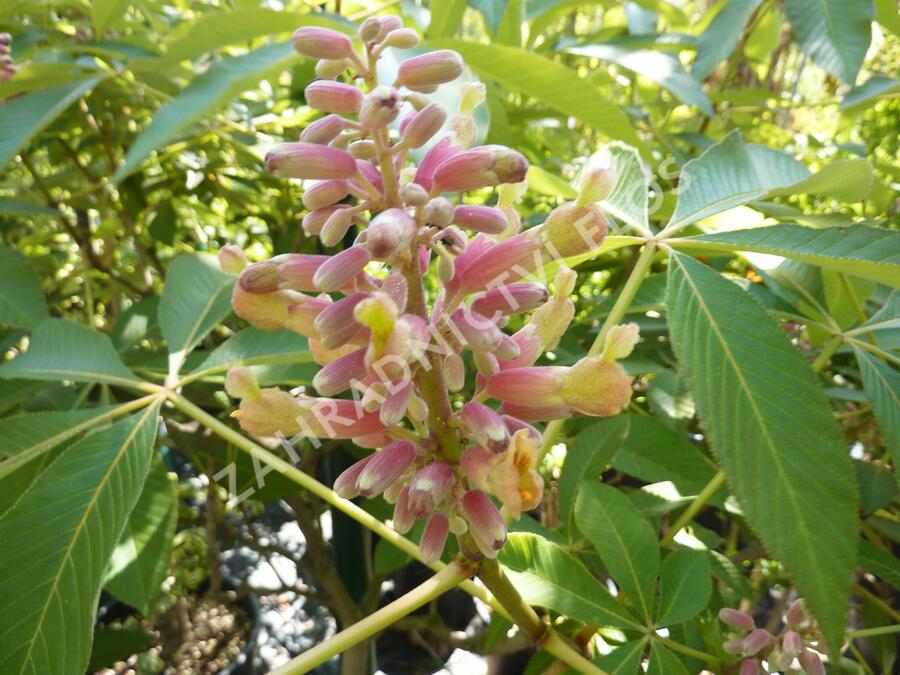 Jírovec pávie 'Koehnei' - Aesculus pavia 'Koehnei'