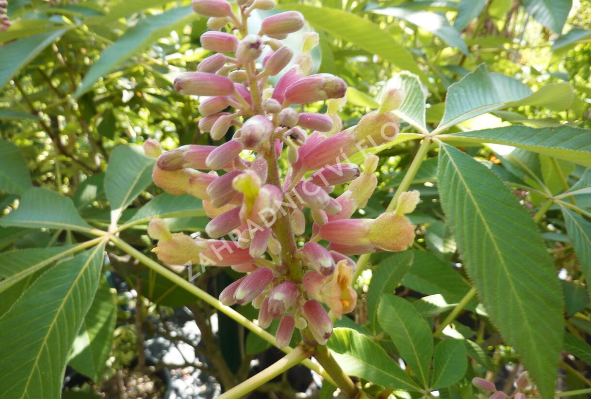 Jírovec pávie 'Koehnei' - Aesculus pavia 'Koehnei'