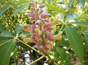 Jírovec pávie 'Koehnei' - Aesculus pavia 'Koehnei'