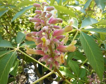 Jírovec pávie 'Koehnei'