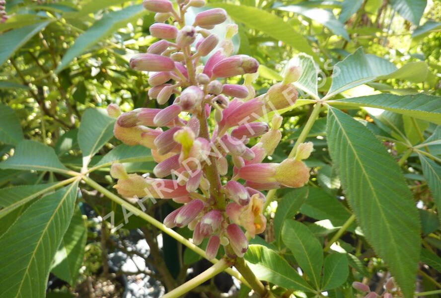 Jírovec pávie 'Koehnei' - Aesculus pavia 'Koehnei'