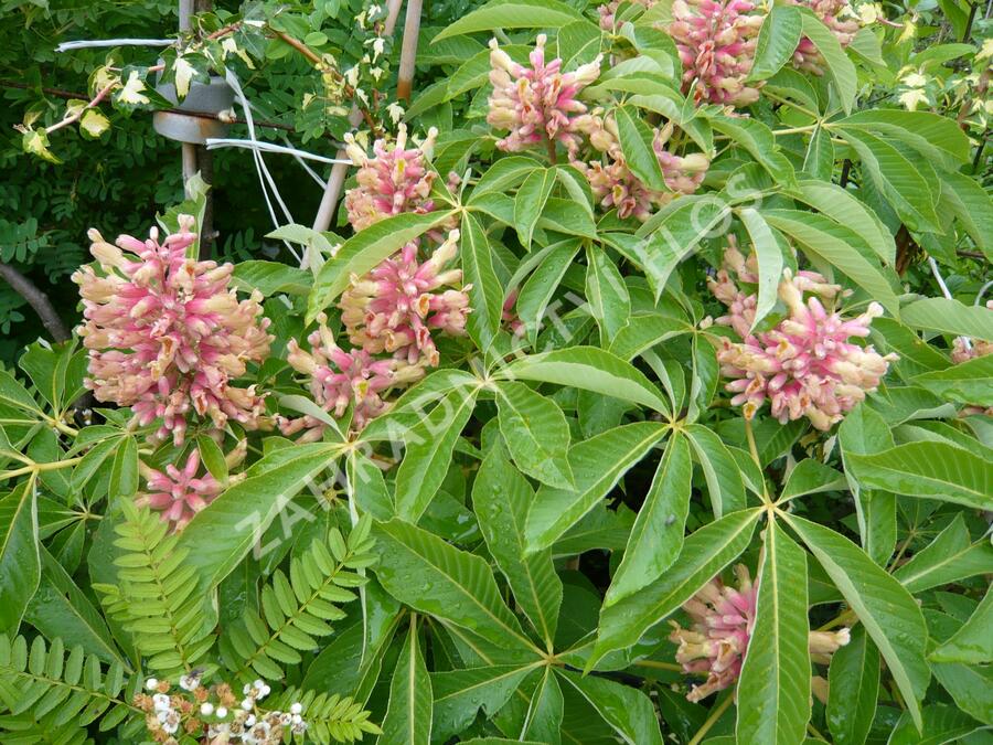 Jírovec pávie 'Koehnei' - Aesculus pavia 'Koehnei'