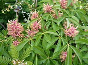 Jírovec pávie 'Koehnei' - Aesculus pavia 'Koehnei'