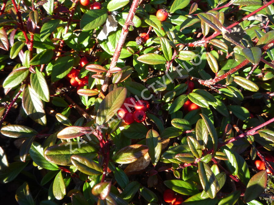 Skalník vrbolistý 'Parkteppich' - Cotoneaster salicifolius 'Parkteppich'