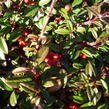 Skalník vrbolistý 'Parkteppich' - Cotoneaster salicifolius 'Parkteppich'