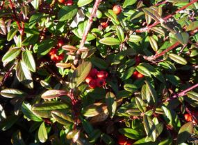 Skalník vrbolistý 'Parkteppich' - Cotoneaster salicifolius 'Parkteppich'