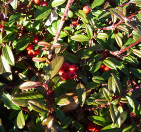 Skalník vrbolistý 'Parkteppich' - Cotoneaster salicifolius 'Parkteppich'