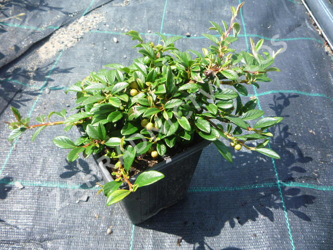 Skalník vrbolistý 'Parkteppich' - Cotoneaster salicifolius 'Parkteppich'