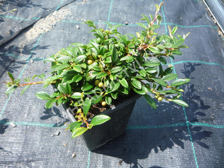 Skalník vrbolistý 'Parkteppich' - Cotoneaster salicifolius 'Parkteppich'