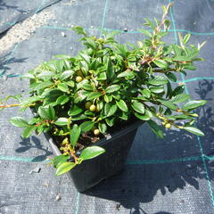 Skalník vrbolistý 'Parkteppich' - Cotoneaster salicifolius 'Parkteppich'