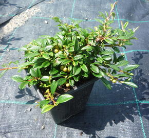 Skalník vrbolistý 'Parkteppich' - Cotoneaster salicifolius 'Parkteppich'