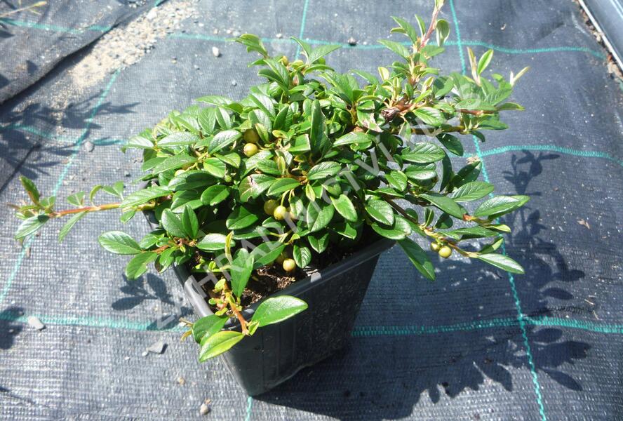 Skalník vrbolistý 'Parkteppich' - Cotoneaster salicifolius 'Parkteppich'