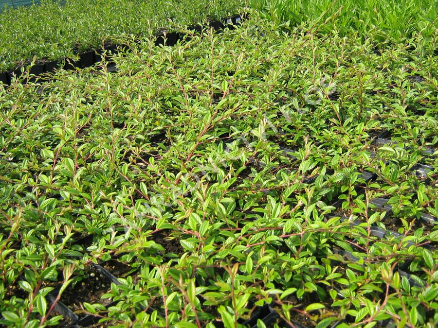 Skalník vrbolistý 'Parkteppich' - Cotoneaster salicifolius 'Parkteppich'