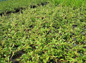 Skalník vrbolistý 'Parkteppich' - Cotoneaster salicifolius 'Parkteppich'