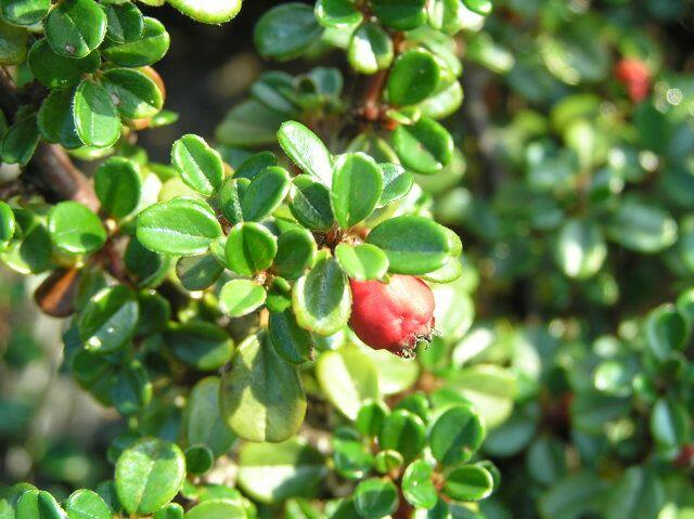 Skalník poléhavý 'Streib's Findling' - Cotoneaster procumbens 'Streib's Findling'