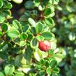 Skalník drobnolistý 'Streib's Findling' - Cotoneaster microphyllus 'Streib's Findling'