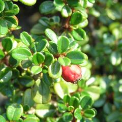 Skalník poléhavý 'Streib's Findling' - Cotoneaster procumbens 'Streib's Findling'