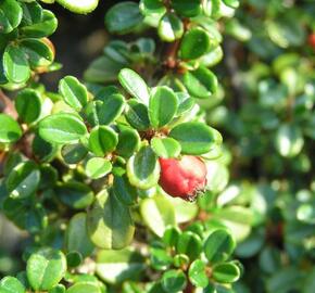 Skalník drobnolistý 'Streib's Findling' - Cotoneaster microphyllus 'Streib's Findling'