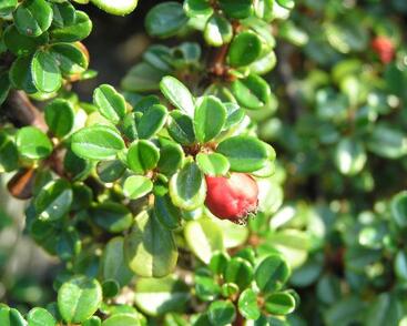 Skalník poléhavý 'Streib's Findling'