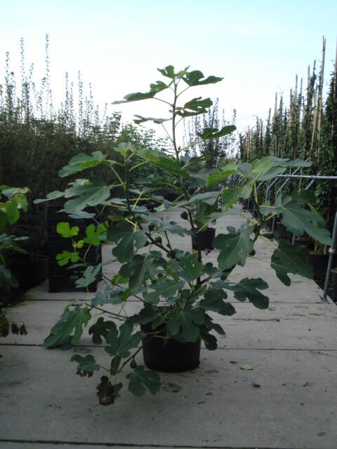 Fíkovník smokvoň 'Bornholms Diamant' - Ficus carica 'Bornholms Diamant'