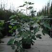 Fíkovník smokvoň 'Bornholms Diamant' - Ficus carica 'Bornholms Diamant'