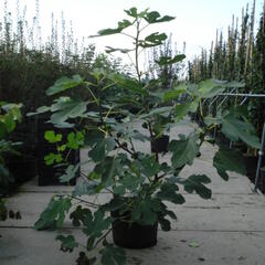 Fíkovník smokvoň 'Bornholms Diamant' - Ficus carica 'Bornholms Diamant'