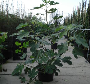 Fíkovník smokvoň 'Bornholms Diamant'