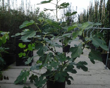 Fíkovník smokvoň 'Bornholms Diamant'