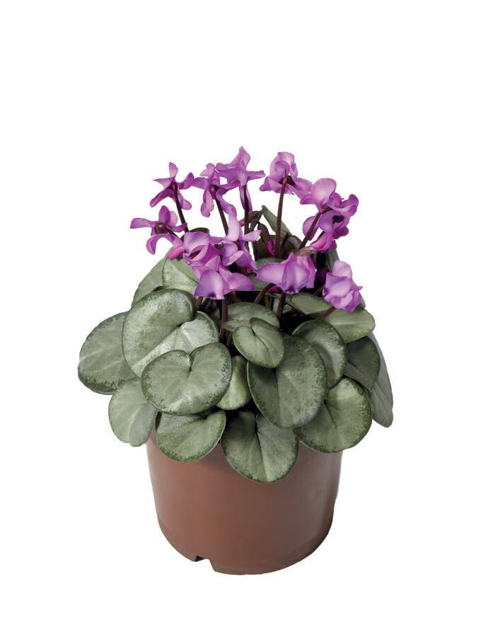 Brambořík 'Cyberia Rose Silver' - Cyclamen coum 'Cyberia Rose Silver'