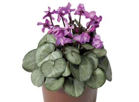 Brambořík 'Cyberia Rose Silver' - Cyclamen coum 'Cyberia Rose Silver'