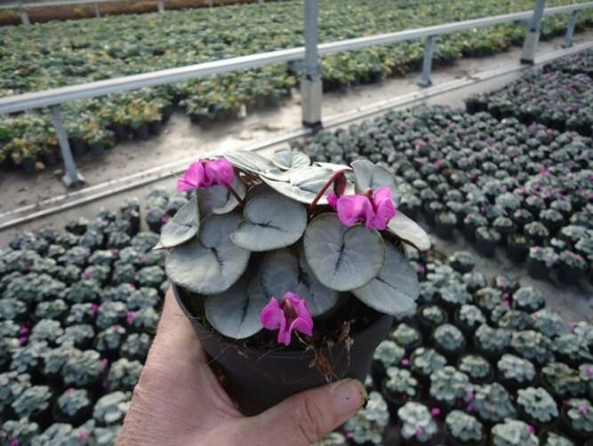 Brambořík 'Cyberia Rose Silver' - Cyclamen coum 'Cyberia Rose Silver'