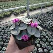 Brambořík 'Cyberia Rose Silver' - Cyclamen coum 'Cyberia Rose Silver'