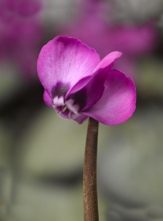 Brambořík 'Cyberia Rose Silver' - Cyclamen coum 'Cyberia Rose Silver'