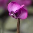 Brambořík 'Cyberia Rose Silver' - Cyclamen coum 'Cyberia Rose Silver'