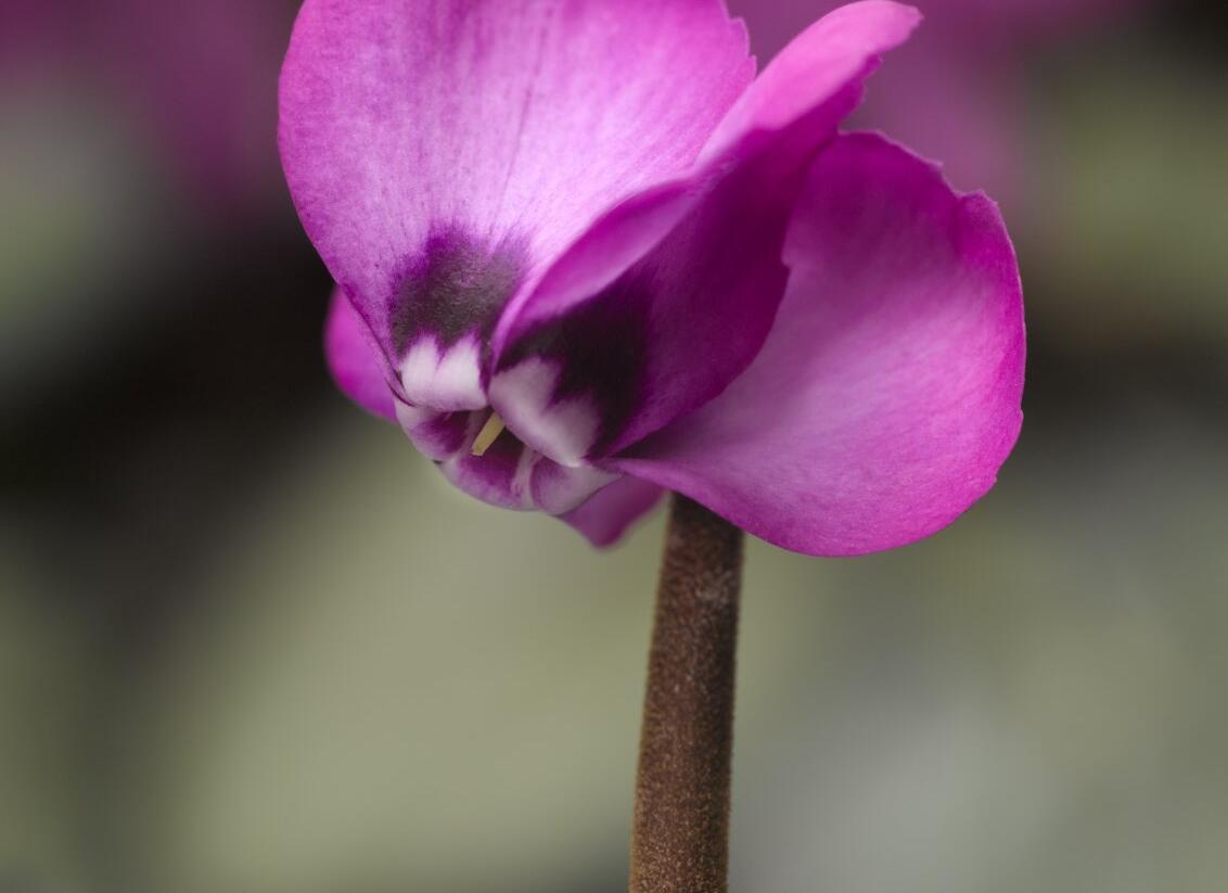 Brambořík 'Cyberia Rose Silver' - Cyclamen coum 'Cyberia Rose Silver'